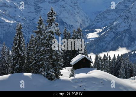 Sbow ha coperto i firs a Braunwald. Foto Stock