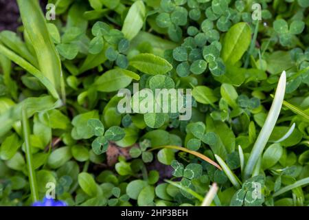 Un gren shamrock nel prato in estate Foto Stock