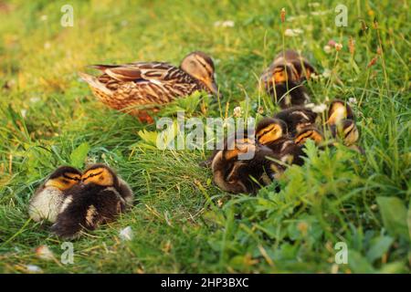 Poco anatroccoli germano reale (Anas platyrhynchos) preparare per dormire su erba, madre duck torna nella luce del tramonto. Foto Stock