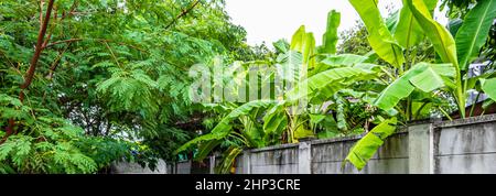 Foresta tropicale dschungel natura dietro le mura a Bangkok in Thailandia. Foto Stock