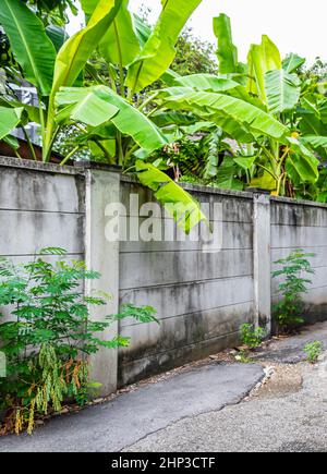 Foresta tropicale dschungel natura dietro le mura a Bangkok in Thailandia. Foto Stock