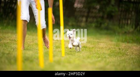 Carino piccolo cane facendo agilità drill - esecuzione di slalom, essendo obediend e rendendo il suo maestro felice ed orgoglioso Foto Stock