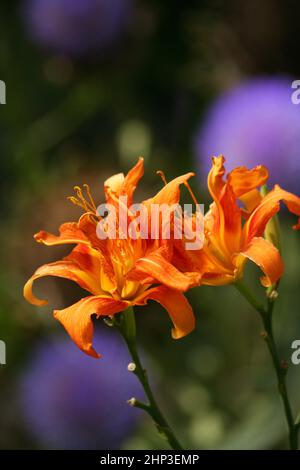 Arancio giglio - Hemerocallis fulva - con carciofi Purple Blooming Foto Stock