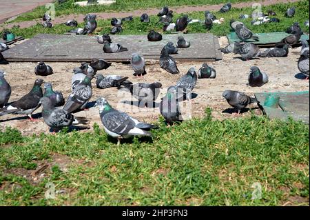 Un gregge di piccioni siede su una lastra di cemento. Foto di alta qualità Foto Stock