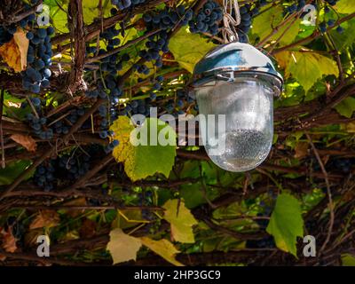 Paralume di vetro di una lampada di illuminazione elettrica sotto le foglie di vite. Lampada elettrica. Vigna illuminazione domestica. Foglie verdi. Elettricista esperto. Ma stele Foto Stock