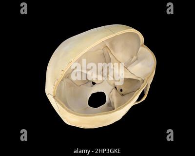 Vista in sezione trasversale del cranio umano. Su sfondo bianco. rendering 3d. illustrazione Foto Stock