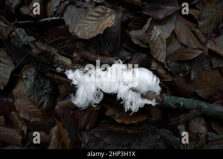 Capelli ghiacciati su legno morto Foto Stock