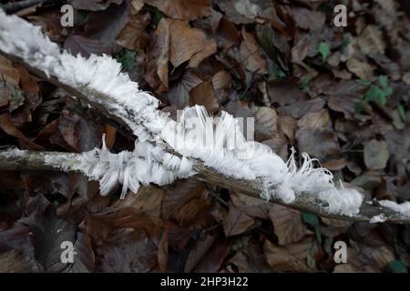 Capelli ghiacciati su legno morto Foto Stock