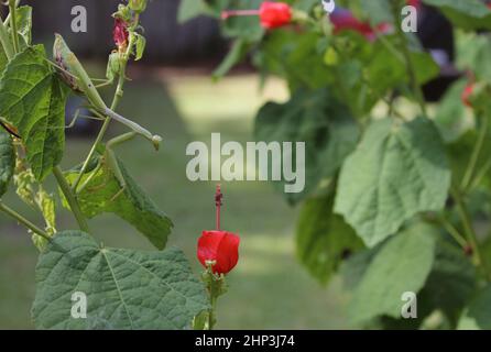 Praying Mantis on Red Hummingbird Bush in attesa di preda poco profondo DOF Foto Stock