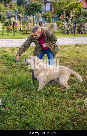 Addestratore del cane allena un retriever dorato su un prato in autunno. Foto Stock