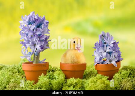 Immagine di Pasqua di un dolce bambino anatroccolo seduto in un uovo rotto tra 2 vasi di fiori giacinto Foto Stock