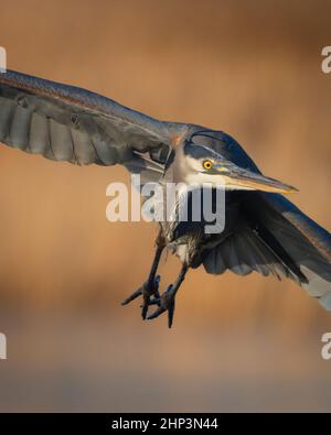 Un Great Blue Heron scopa davanti a me all'Edwin B. Forsythe National Wildlife Refuge nel New Jersey. Foto Stock