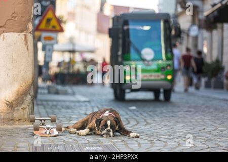 Bel cane pugile tedesco con colletto rosso, sdraiato all'aperto sulla strada di guardia dello skateboard del suo proprietario. Foto Stock