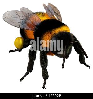 3D riproduzione di un insetto di bumblebee isolato su sfondo bianco Foto Stock