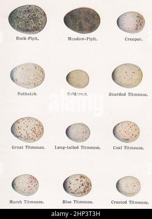 Illustrazione d'epoca dal libro 'gli uccelli delle isole britanniche e le loro uova' di T. A Coward - Foto Stock