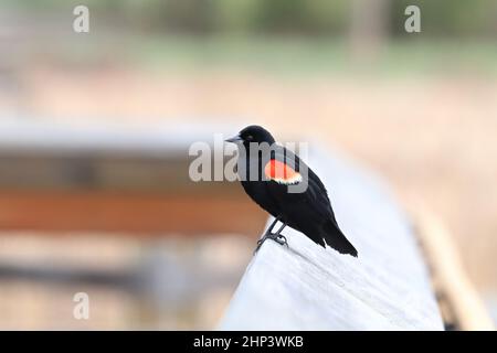 Primo piano di un Blackbird con le alare rosse su una ferrovia a passerella. Foto Stock