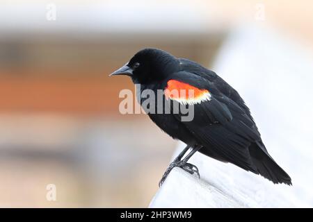 Primo piano di un Blackbird con le alare rosse su una ferrovia a passerella. Foto Stock