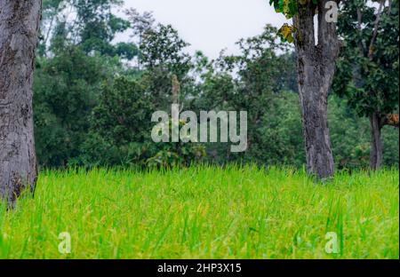 Alberi in un campo di riso a Ubon Ratchathani, Thailandia. Piantagione di riso. Risaia verde risaia campo. Azienda agricola biologica di riso in Asia. Azienda agricola nei pressi del fo Foto Stock