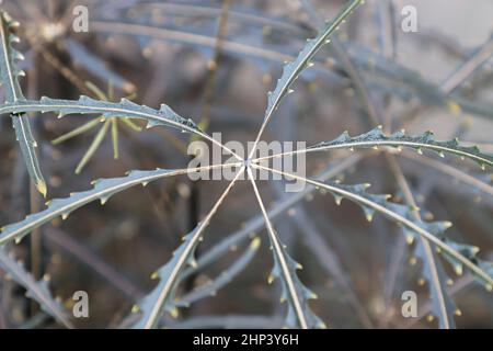 Macro della foglia si concentra su una pianta False Aralia. Foto Stock