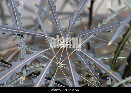 Macro della foglia si concentra su una pianta False Aralia. Foto Stock