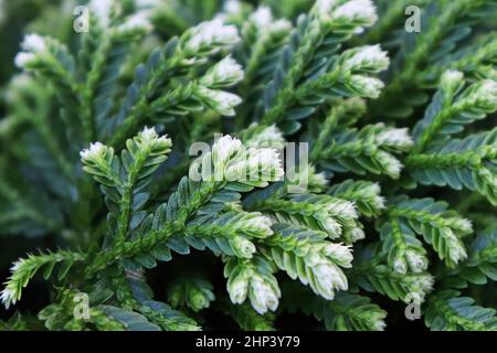 Macro delle foglie su una Frosty Tip Fern. Foto Stock