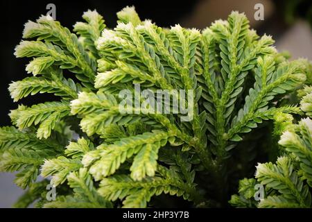 Macro delle foglie su una Frosty Tip Fern. Foto Stock