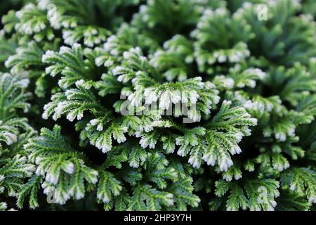 Primo piano delle punte variegate su una Fern punta Frosty. Foto Stock