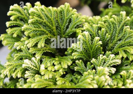 Primo piano delle punte variegate su una Fern punta Frosty. Foto Stock