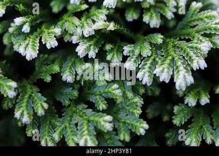 Primo piano delle punte variegate su una Fern punta Frosty. Foto Stock