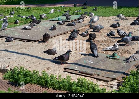 Un gregge di piccioni siede su una lastra di cemento. Foto di alta qualità Foto Stock