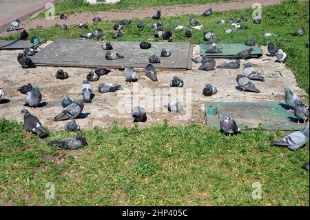 Un gregge di piccioni siede su una lastra di cemento. Foto di alta qualità Foto Stock