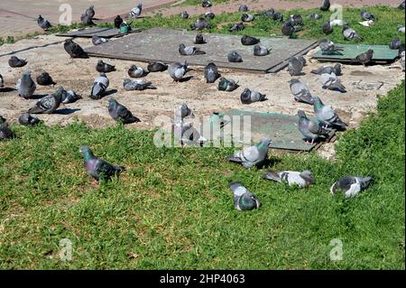 Un gregge di piccioni siede su una lastra di cemento. Foto di alta qualità Foto Stock