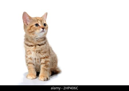 un gattino a strisce di zenzero purebred si siede su uno sfondo bianco. Foto di alta qualità Foto Stock