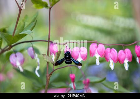 Un'ape di legno blu grande cerca polline su un fiore di cuore, Lamprocapnos spectabilis. Foto Stock