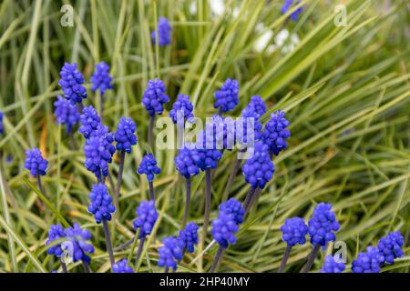 meravigliosi giacinti di uva viola nel giardino Foto Stock