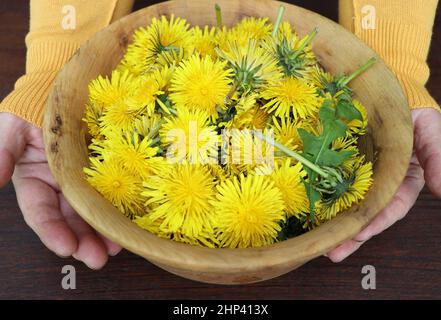 Fresco pianta di dente di leone intero con radici, fiori e foglie in una ciotola di legno, preparare per il tè. Concetto di erborismo, medicina alternativa . Foto Stock