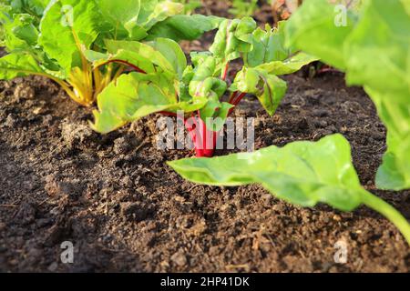 Rosso, giallo, bianco rainbow fresco bietole svizzere che crescono in azienda. Primo piano shot to stelo . Foto Stock