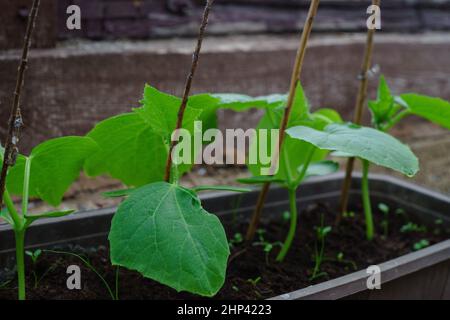 Cetrioli in crescita in primavera. Fuoco selettivo sui giovani pianta del cetriolo in sfondo sfocato della serra. Primo piano. Foto Stock