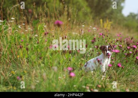 Jack Russell Terrier cucciolo sul prato, rosa fiori di garofano intorno a. Foto Stock