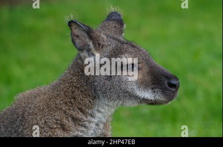 Ritratto di un giovane wallaby Foto Stock