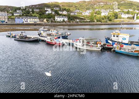 Un cigno e barche da pesca nel porto di Tarbert alla foce di Loch Fyne, Argyll & Bute, Scozia Regno Unito Foto Stock