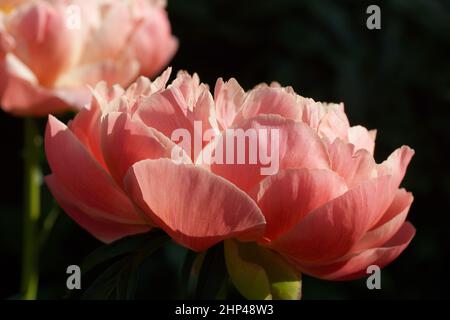 Peony Coral fascino. Semi-doppio fiore rosa di peonia, ibrido erbaceo Foto Stock