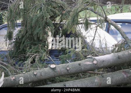 Station Lane, Godalming. 18th febbraio 2022. I venti di forza dell'uragano hanno colpito oggi le contee domestiche mentre la Storm Eunace ha fatto la caduta. Tempesta danni in Godalming in Surrey come alberi caduta danni auto. Credit: james jagger/Alamy Live News Foto Stock