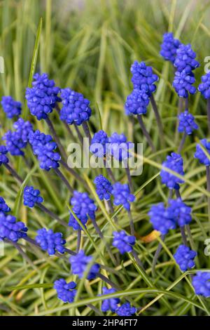 meravigliosi giacinti di uva viola nel giardino Foto Stock