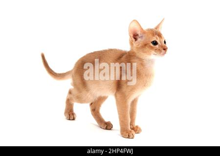 Gatto di zenzero abissino accoccolato su uno sfondo bianco. Foto di alta qualità Foto Stock