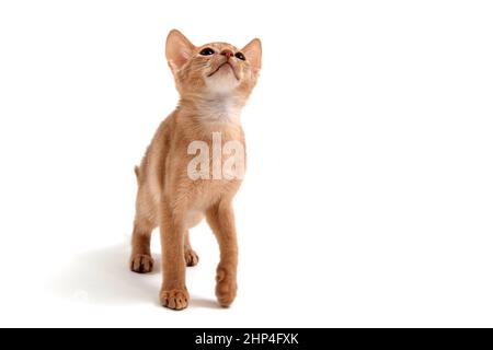 Il gatto di zenzero abissino si erge su uno sfondo bianco. Foto di alta qualità Foto Stock