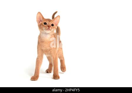 Il gatto di zenzero abissino si erge su uno sfondo bianco. Foto di alta qualità Foto Stock