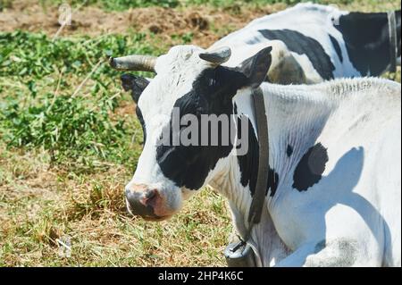 mucca faccia primo piano, mucca che giace in un prato. Foto di alta qualità Foto Stock