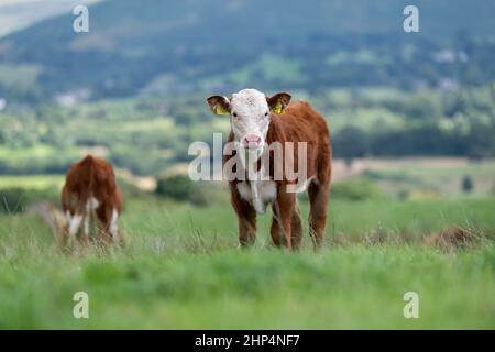 Giovane vitello di Hereford su pascolo di montagna, vicino a Kirkby Lonsdale, Cumbria, Regno Unito. Foto Stock