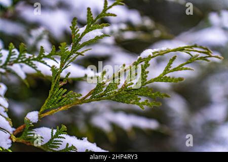 Primo piano di un ramo di thuja coperto di neve. Foto Stock